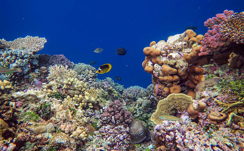 Mafia Island Diving: Scuba Dives in the Marine Park
