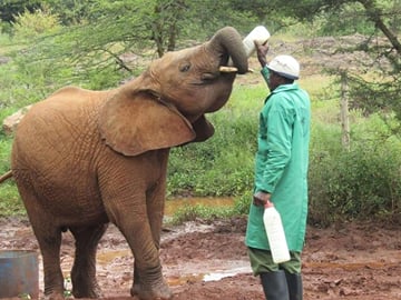 Explore Nairobi National Park and Giraffe Centre in a day Tour