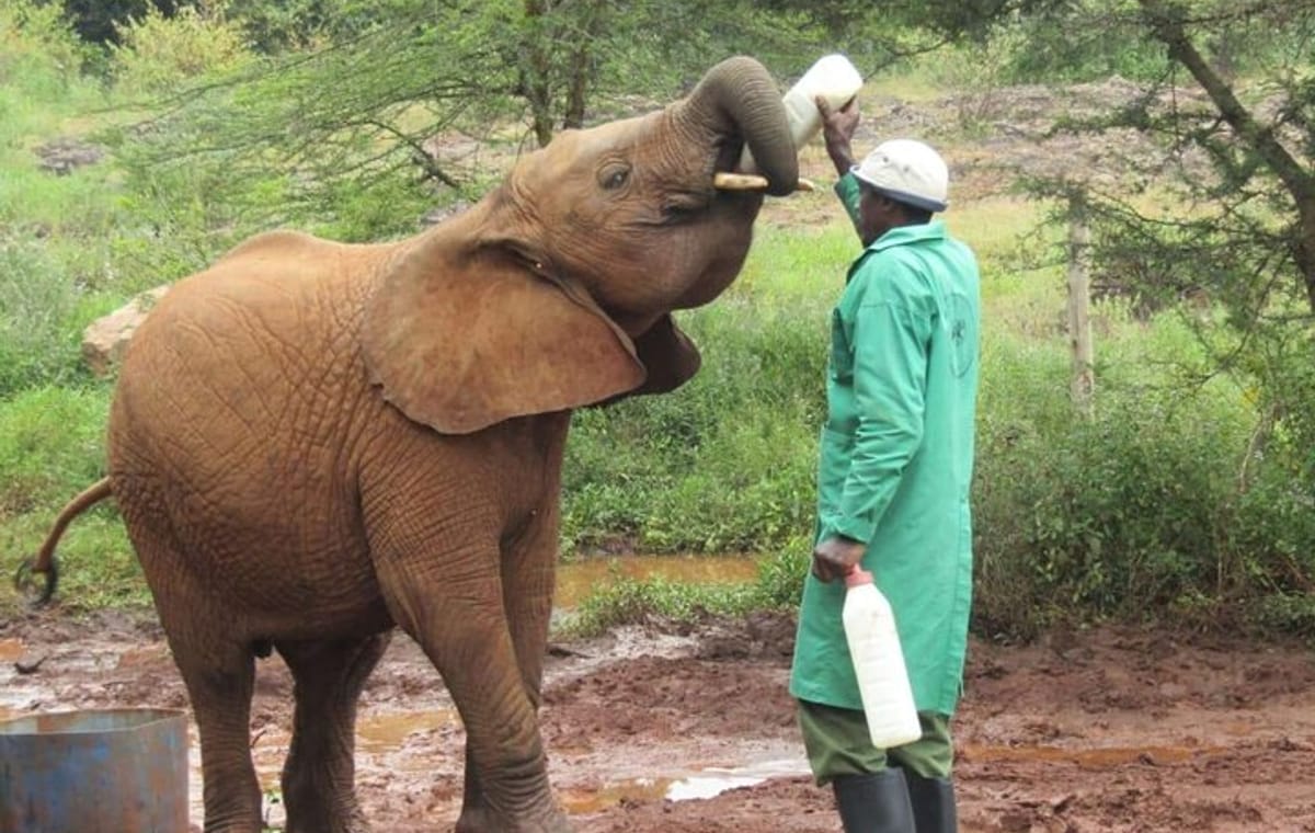 Explore Nairobi National Park and Giraffe Centre in a day Tour