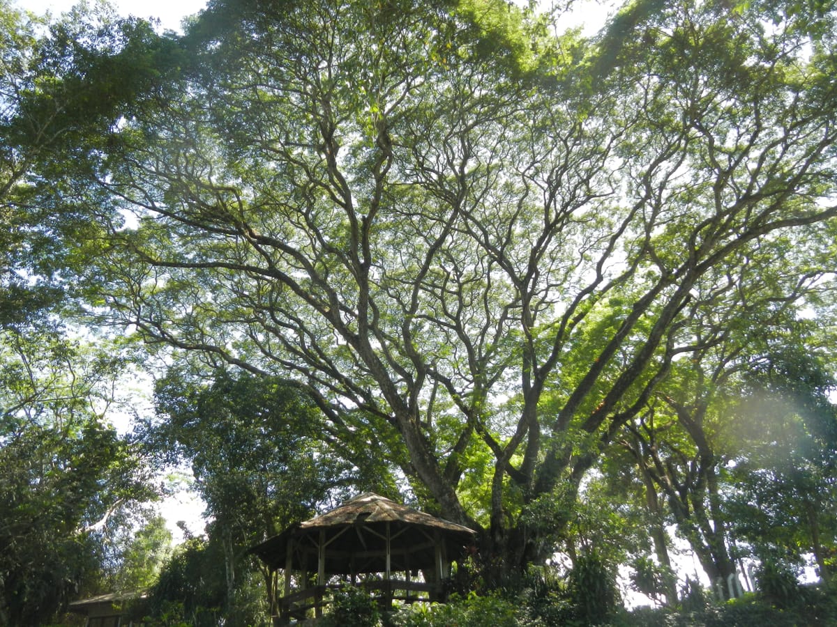 Chiang mai Suthep National Park Leisure Hiking & Mountain Biking