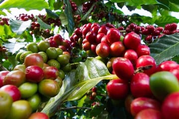 Nairobi Coffee Farm Tour: Explore Coffee Cultivation in Kenya