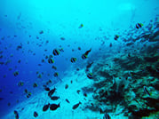 Guided Snorkeling Trip 5