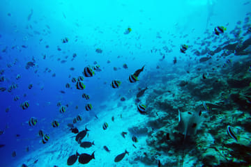Guided Snorkeling Trip