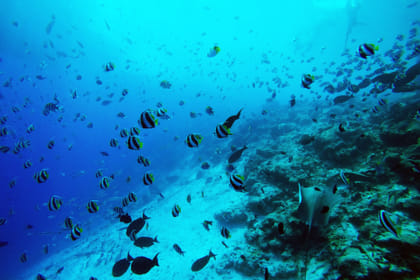 Guided Snorkeling Trip