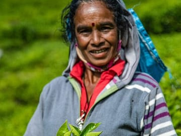 Tea-factory-n-pluckin-from-n/eliya-3