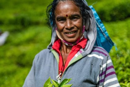 Tea Plucking and Tea Factory Visit from Nuwara Eliya