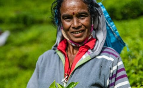 Tea Plucking Experience and Factory Tour in Nuwara Eliya