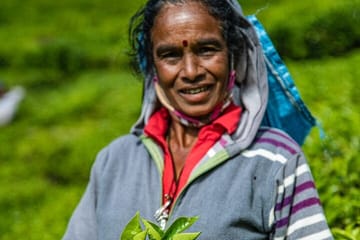 Tea Plucking Experience and Factory Tour in Nuwara Eliya