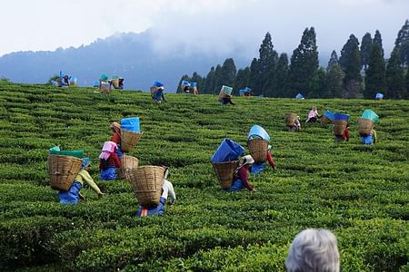 Authentic Tea Plucking and Factory Tour in Nuwara Eliya