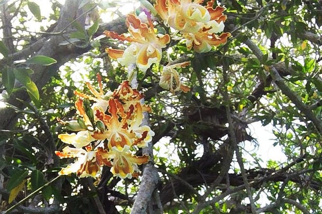 Muyil Archaeological Site & Sian Ka'an Guided Tour from Tulum 5