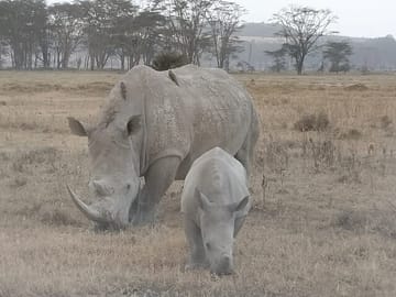 4-Days Of The Great Migration Safari