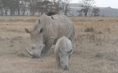 4-Day Great Migration Safari in Masai Mara, Kenya