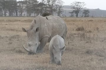 4-Day Great Migration Safari in Masai Mara, Kenya