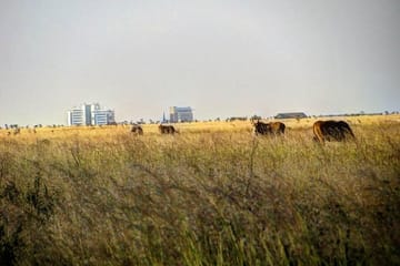 Nairobi National Park Half-Day Wildlife Tour from Nairobi