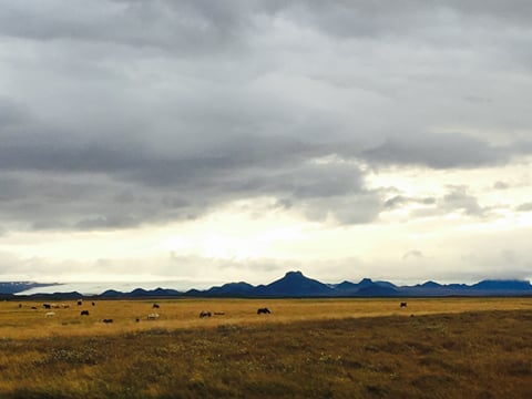 Private Golden Circle tour , photo 6
