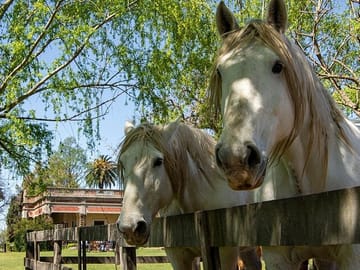 Full-Day Gaucho Experience at a Farm in San Antonio de Areco