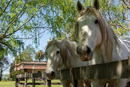 Gaucho Small-Group Full Day at a Farm in Buenos Aires