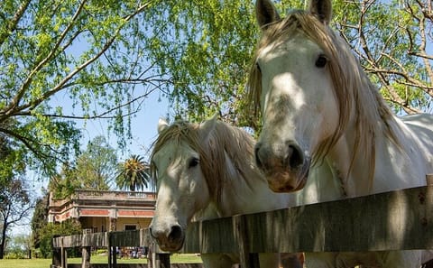 Full-Day Gaucho Experience at a Farm in San Antonio de Areco