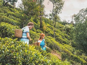 Tea-Plucking-and-Tea-Factory-Visit-from-Kandy-3