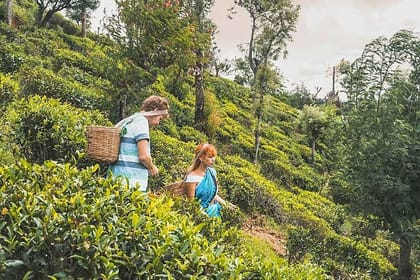 Tea Plucking and Tea Factory Visit from Kandy