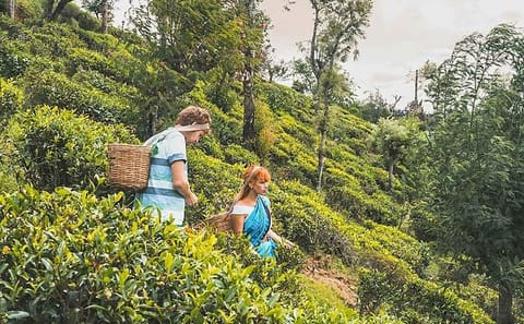 Tea Plucking Experience and Factory Tour in Nuwara Eliya
