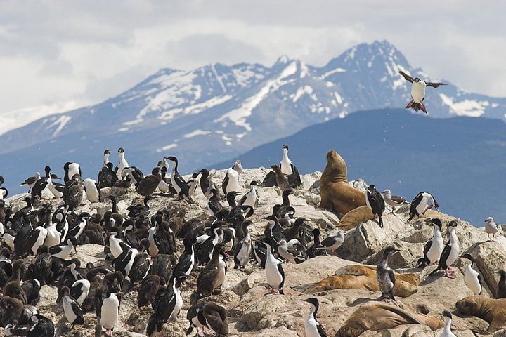 Tierra del Fuego Eco-Adventure: Canoeing, Penguins & Gable Island Hike