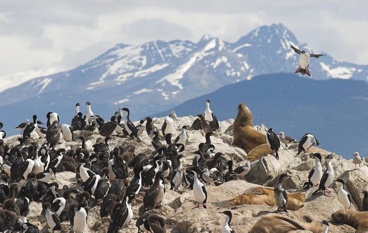 Tierra del Fuego Eco-Adventure: Beagle Channel Canoeing, Penguin Colony and Gable Island