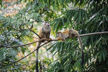Manuel Antonio National Park from San José