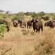 Buffalos at Tsavo East