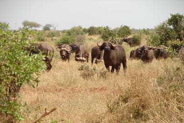 3-Day Tsavo East Safari Adventure from Mombasa
