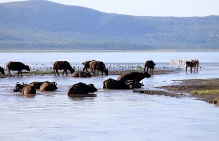 Day Tour of Lake Nakuru Park with Optional Boat Ride