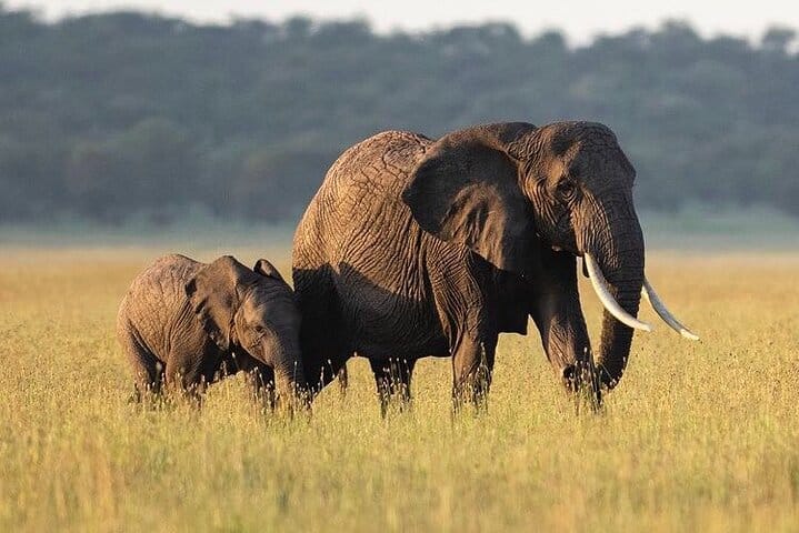 3 Days Murchison Falls NP Safari