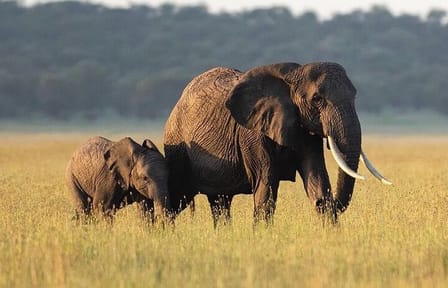 3-Day Safari and ATV Adventure in Murchison Falls NP
