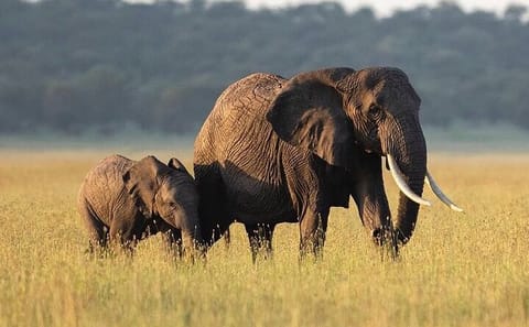3-Day Safari and ATV Adventure in Murchison Falls NP