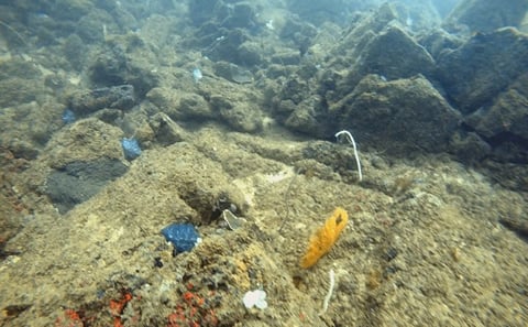 Scuba Diving Tour in Mirissa, Sri Lanka