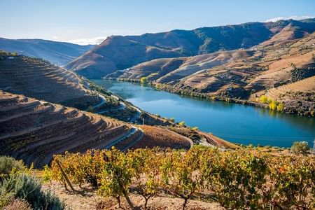 Private from Porto: Douro Valley Historical & Wine Tour