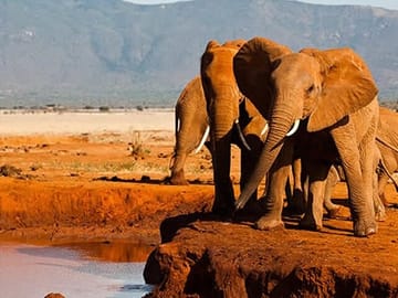 The red elephants