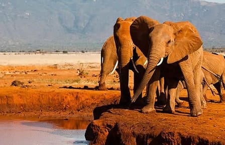 3 Days Private Safari to Tsavo West and East Park from Mombasa