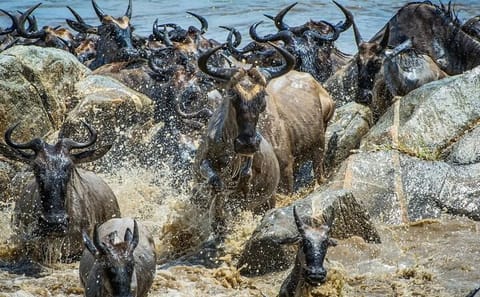 6-Day Budget Safari Adventure in Tanzania's National Parks