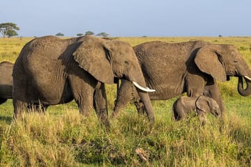 Mikumi National Park 2 Day Safari from Zanzibar or Dar es Salaam