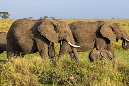 Mikumi National Park 2 Day Safari from Zanzibar or Dar es Salaam