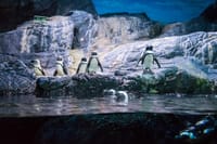 SEA LIFE & Madame Tussauds: Ultimate Bangkok Combo Ticket 7