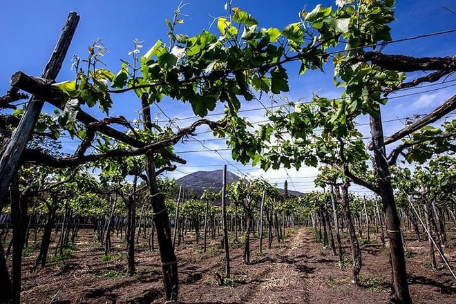 Mount Vesuvius Private Wine Tasting and Lunch Tour - Photo 2