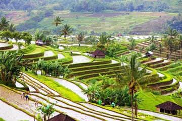 Customized Private Tour of Beraban and Kintamani, Bali