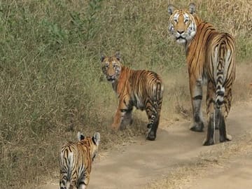 Wildlife Safari Experience in Pench National Park, India