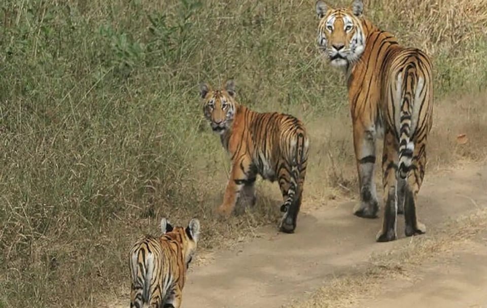 Wildlife Safari Experience in Pench National Park, India
