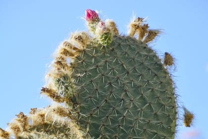 Private Anima Garden & Andre Heller Art and Ourika valley Lunch