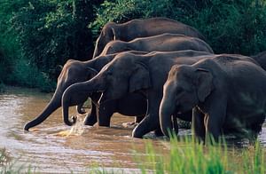 Wasgamuwa National Park Safari from Kandy 
