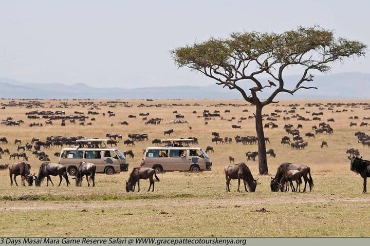 Masai mara game drive