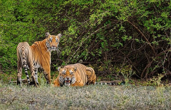 Goa to Anshi National Park, Extension to Wildlife Safari Tour